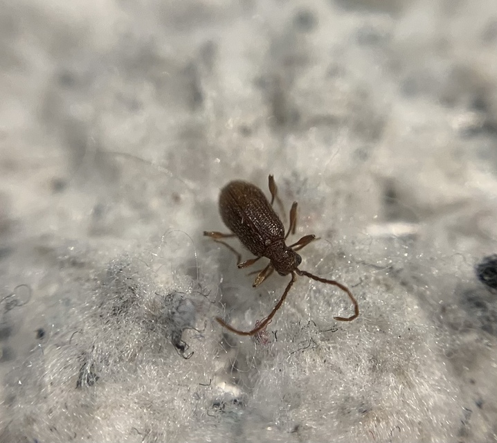Ptinus subpilosus