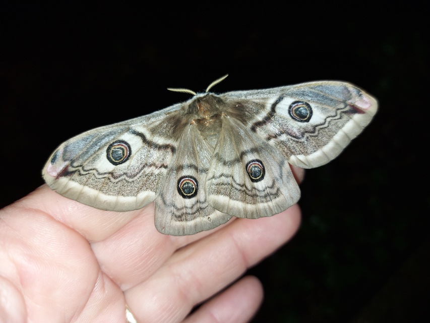 Saturnia pavoniella/pavonia