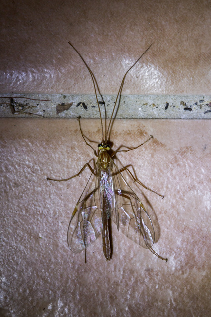 Ophion obscuratus