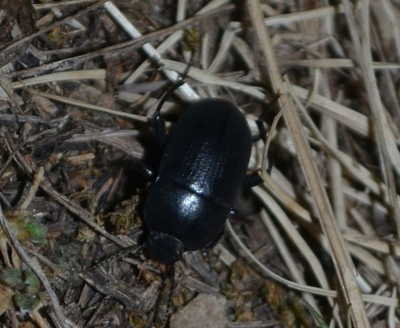 Pedinus femoralis - gyökérrágó gyászbogár