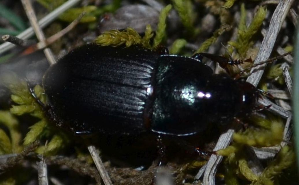Harpalus caspius - keleti lomhafutó
