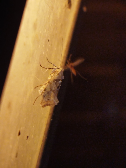 Ypsolopha asperella - levélfonó tarkamoly