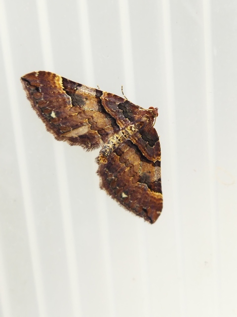 Earophila badiata - csipkerózsa-araszoló