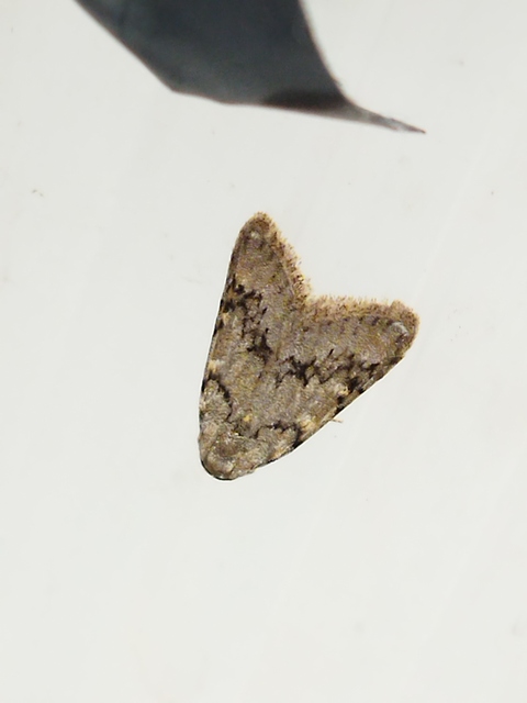 Nola cicatricalis - szürke pamacsosszövő