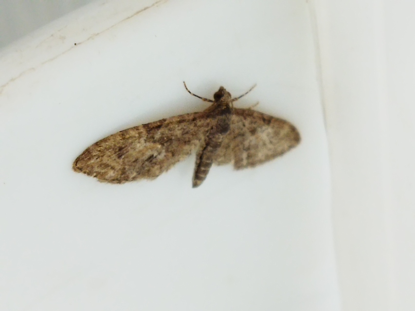 Eupithecia abbreviata - korai törpearaszoló