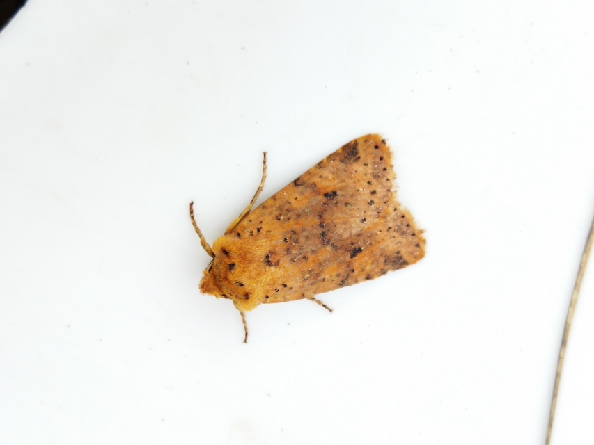 Conistra rubiginea - vörös őszibagoly
