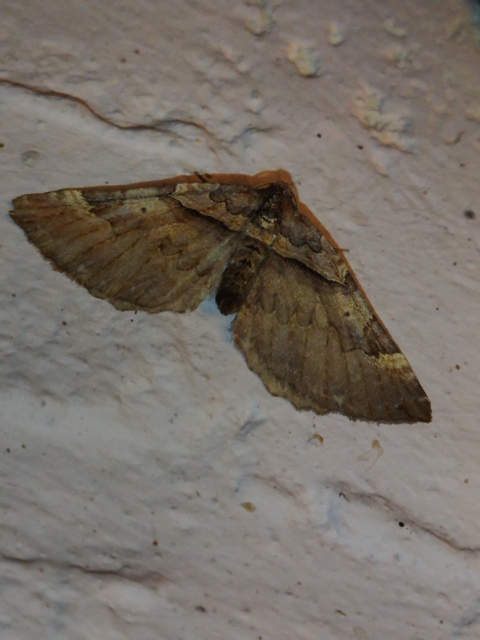 Earophila badiata - csipkerózsa-araszoló