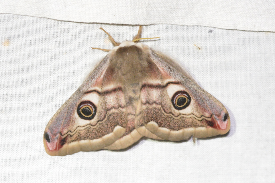 Saturnia pavoniella/pavonia