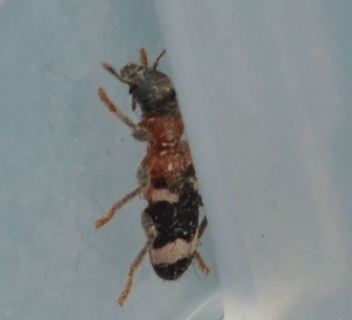Thanasimus formicarius - vörösnyakú szúfarkas