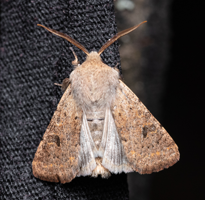 Orthosia cruda - kis barkabagoly