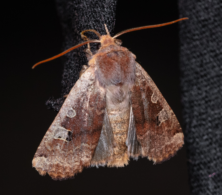 Conistra erythrocephala - vörösfejű őszibagoly
