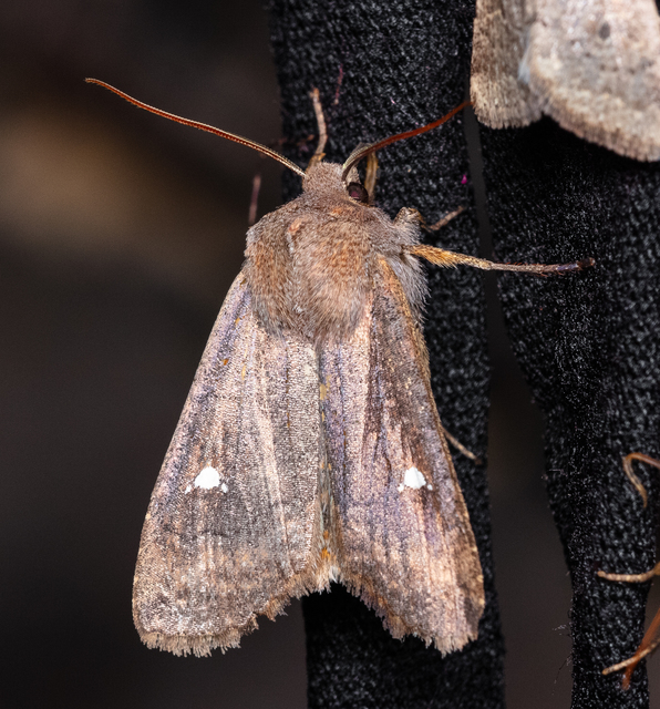 Eupsilia transversa - holdacskás télibagoly