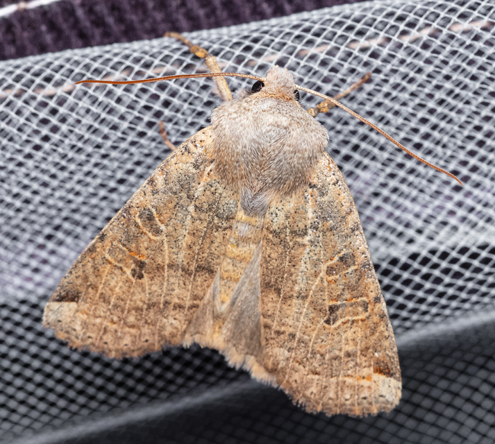 Conistra veronicae - veronika-őszibagoly