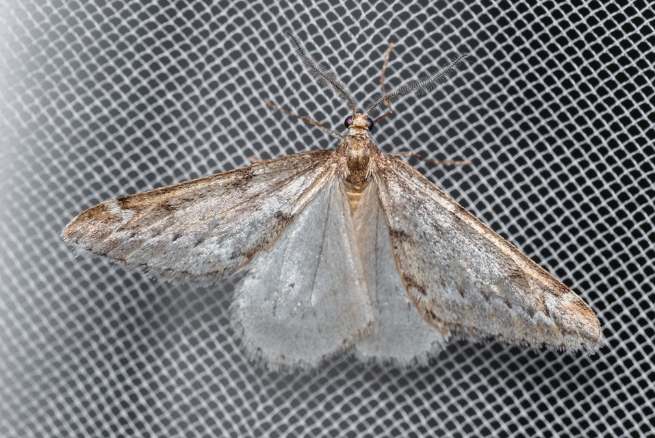 Alsophila aescularia - vadgesztenye-araszoló