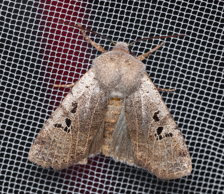 Conistra rubiginosa - szürke télibagoly