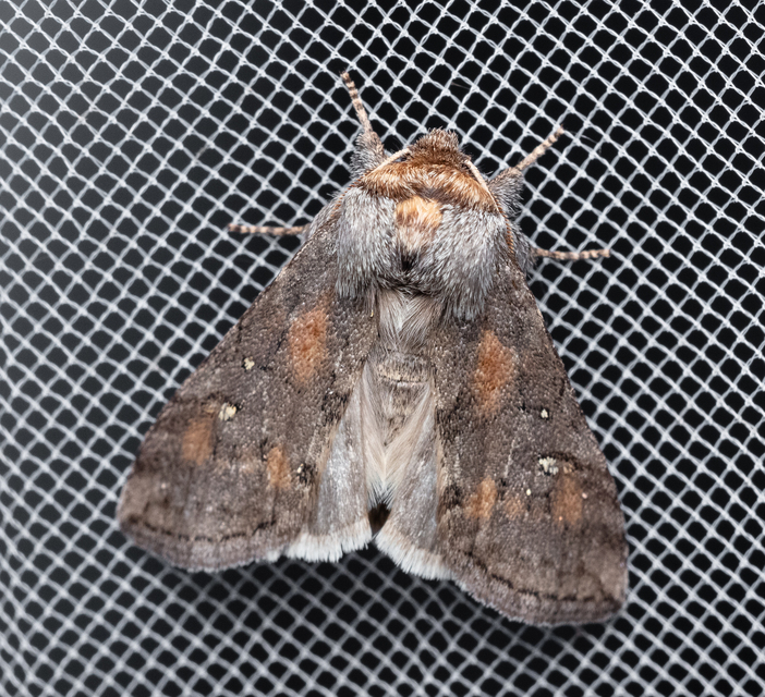 Asphalia ruficollis - vörösnyakú pihésszövő