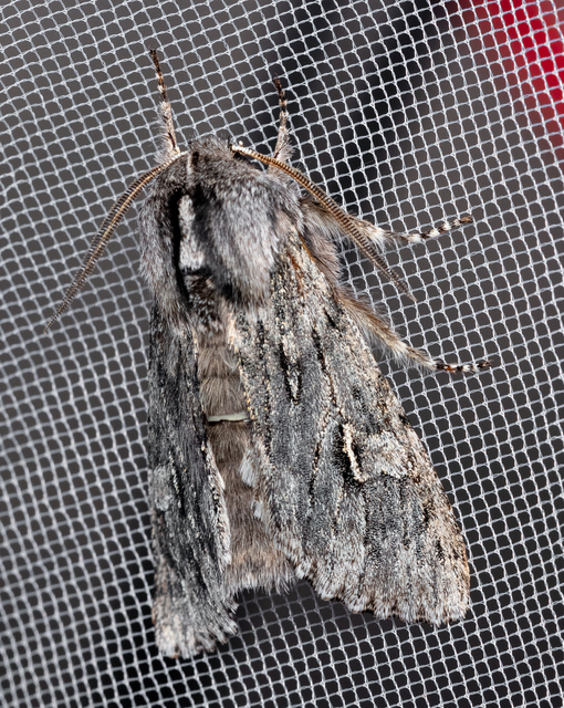 Brachionycha nubeculosa - zömök fésűsbagoly