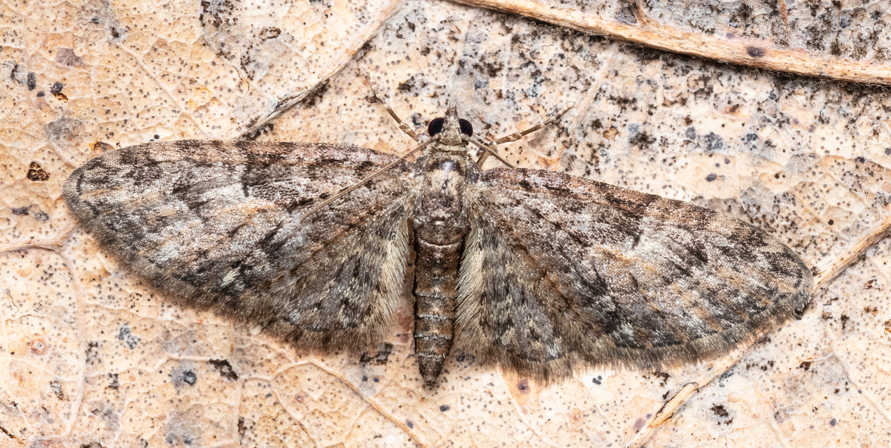 Eupithecia abbreviata - korai törpearaszoló