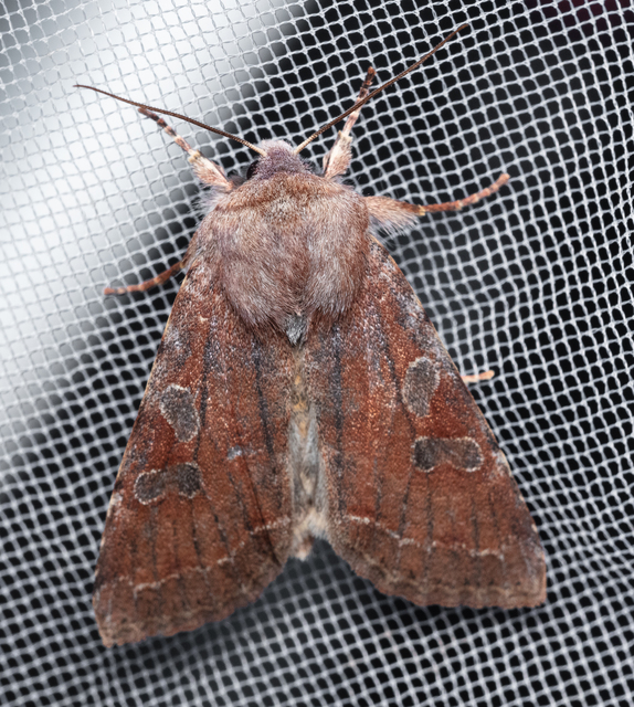 Orthosia incerta - változékony barkabagoly