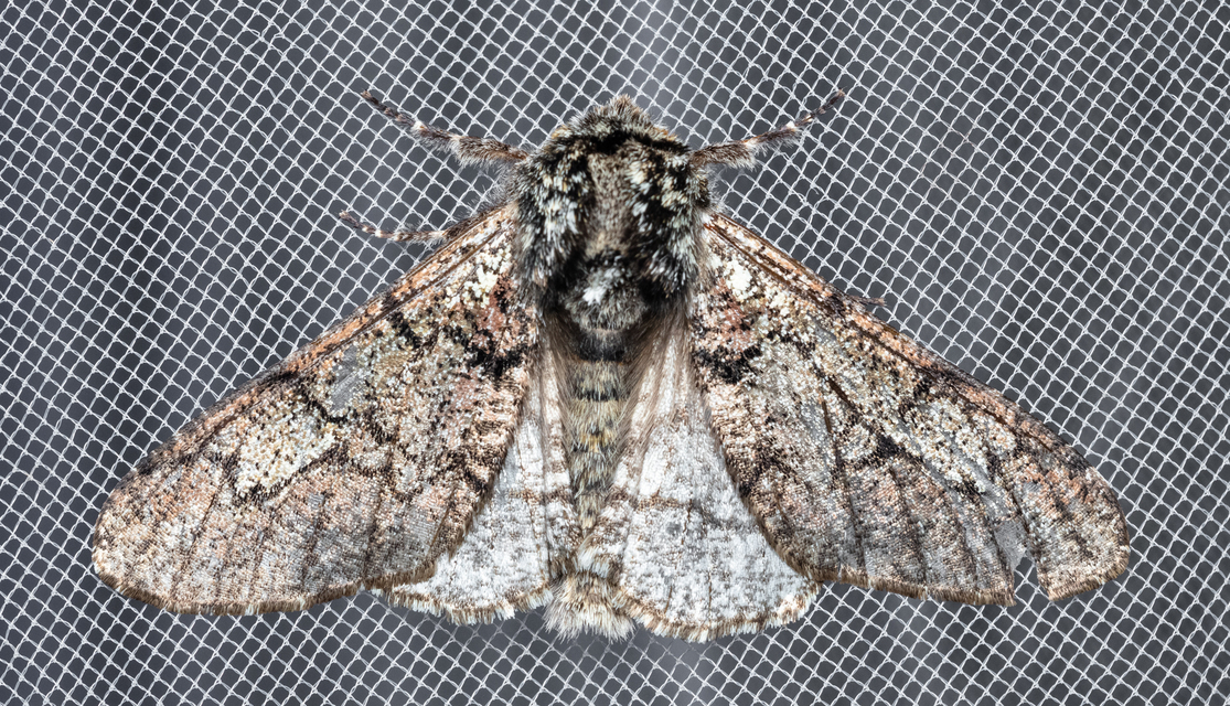 Biston strataria - barnapettyes araszoló