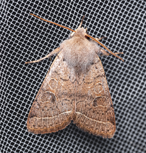 Orthosia cerasi - közepes barkabagoly
