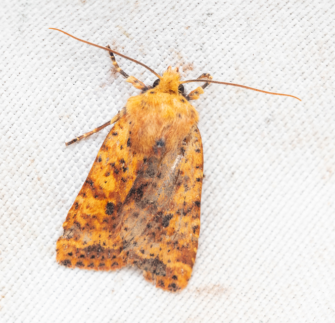 Conistra rubiginea - vörös őszibagoly