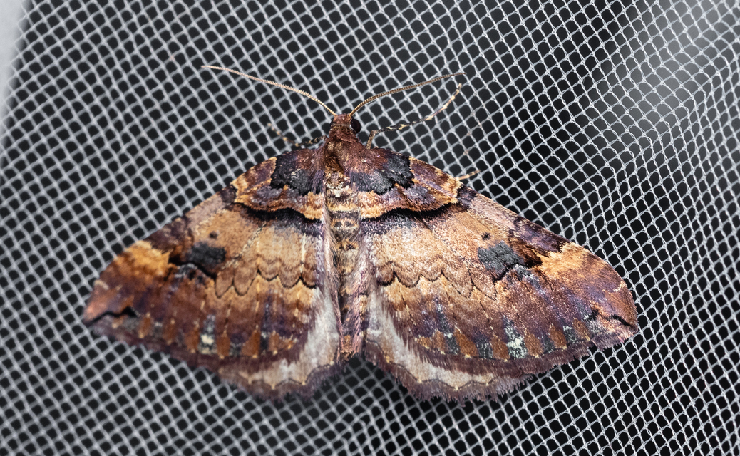 Earophila badiata - csipkerózsa-araszoló