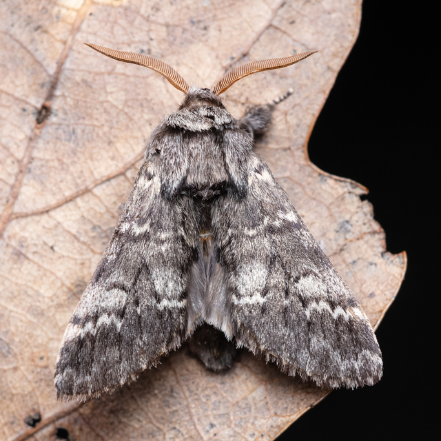 Drymonia ruficornis - cserfa-púposszövő