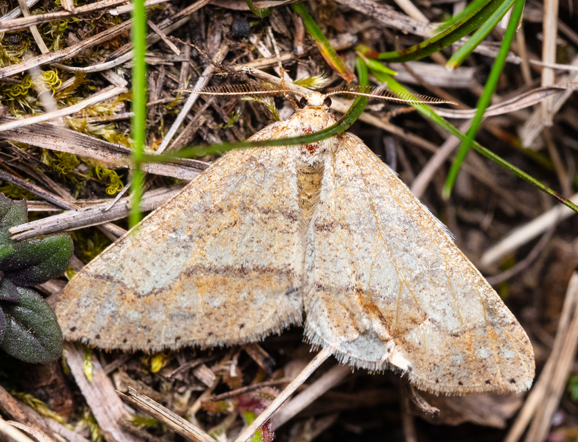 Agriopis marginaria - sárgás téliaraszoló