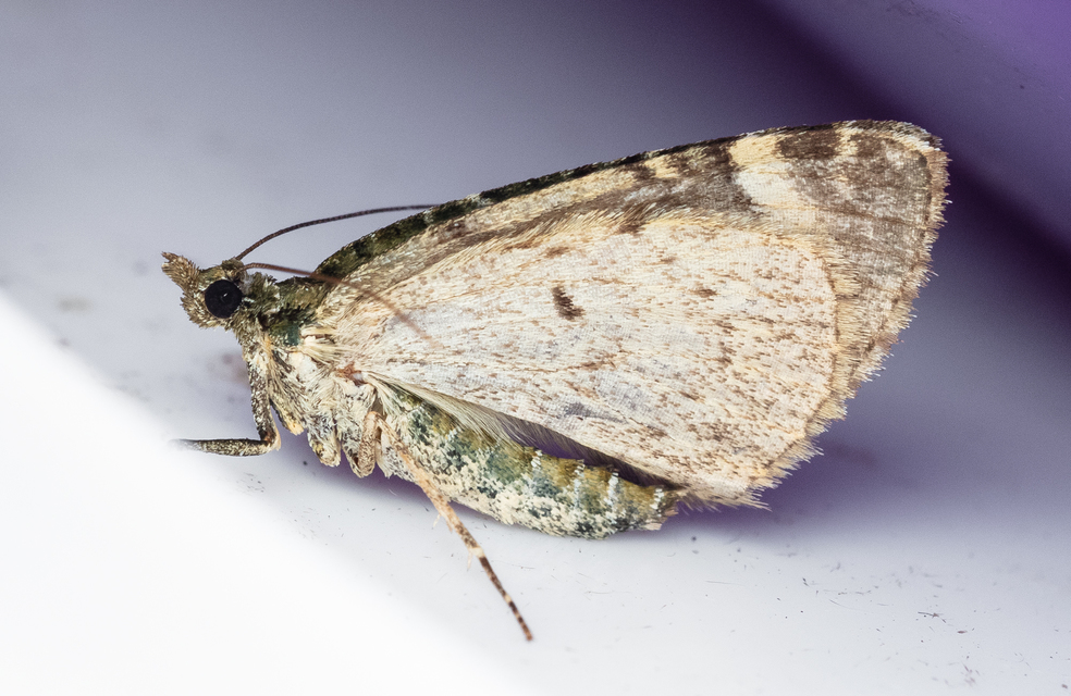 Chloroclysta siterata - salátazöld araszoló