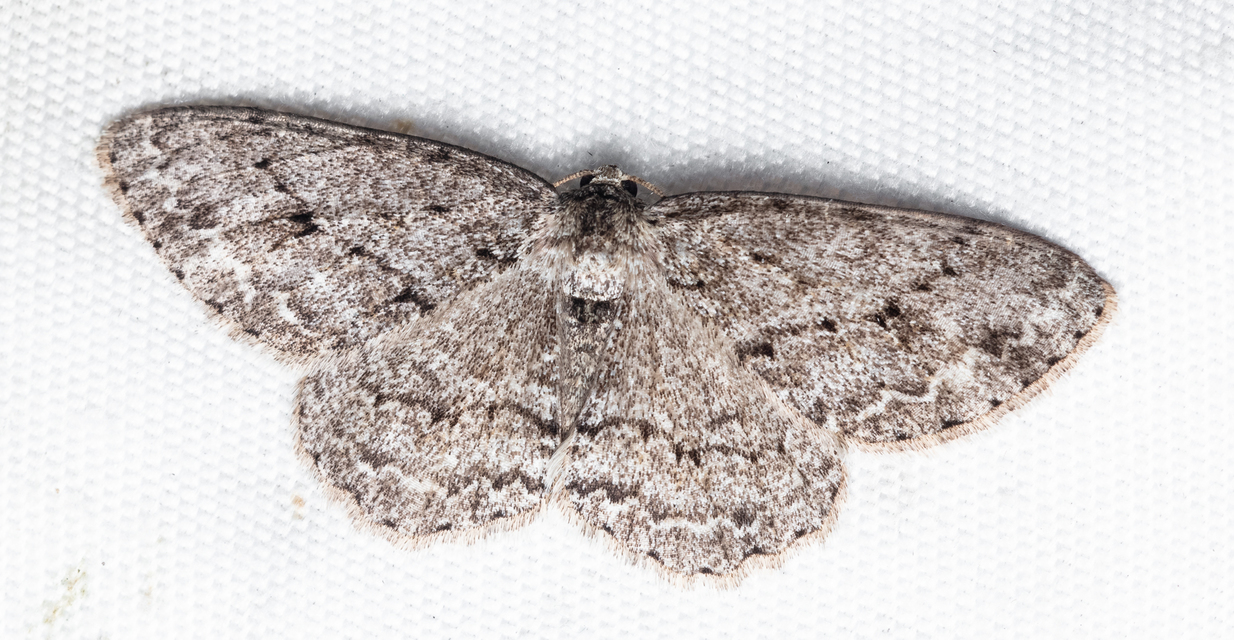 Ectropis crepuscularia - avararaszoló