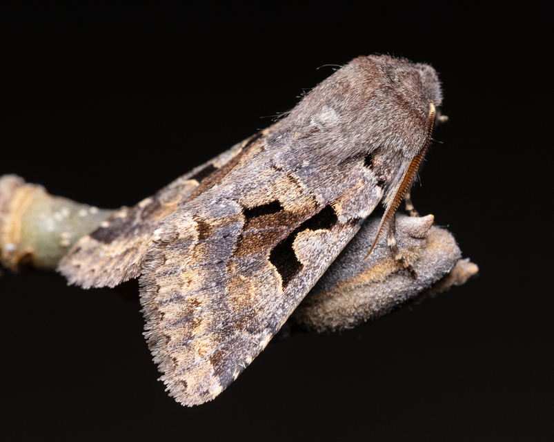 Orthosia gothica - feketefoltos barkabagoly