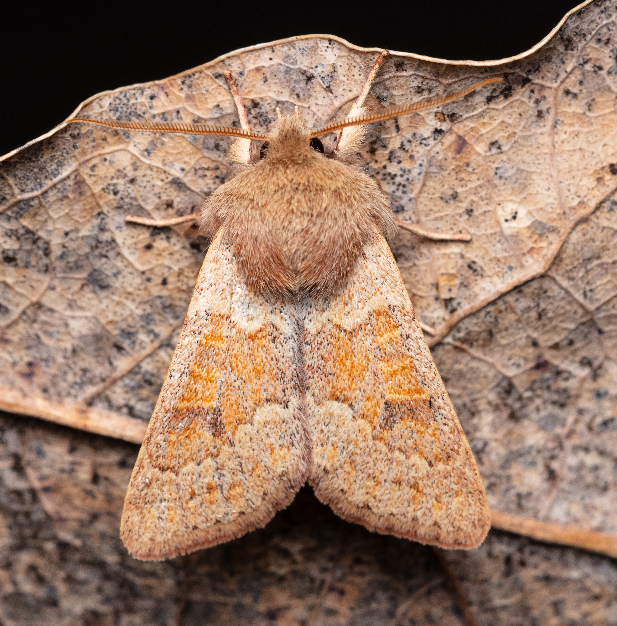 Orthosia miniosa - sárgás barkabagoly
