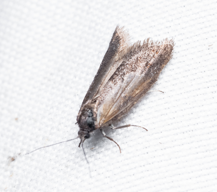 Tortricodes alternella - tavaszi sodrómoly