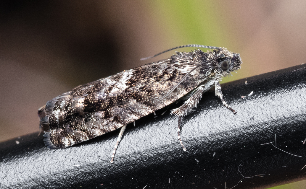 Tortricidae - sodrómolyfélék