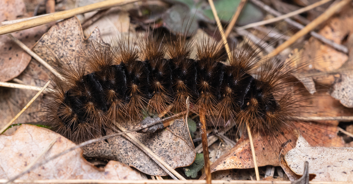 Arctia villica - fekete medvelepke