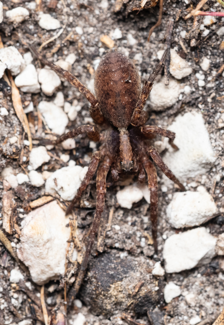 Araneae - Pókok