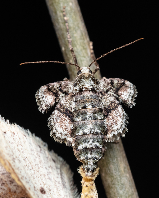 Agriopis marginaria - sárgás téliaraszoló