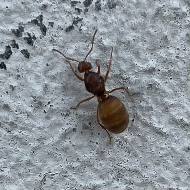 Prenolepis nitens - ragyogóhangya