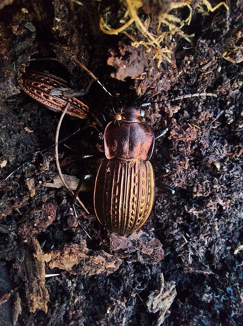 Carabus ulrichii - rezes futrinka