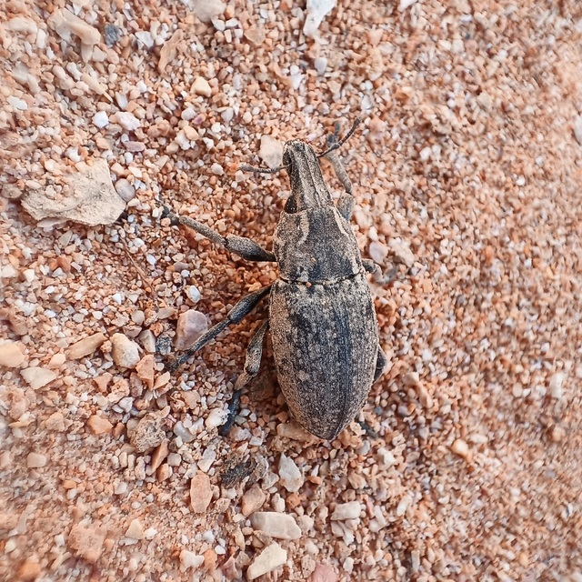 Leucophyes pedestris - négypettyes barkó