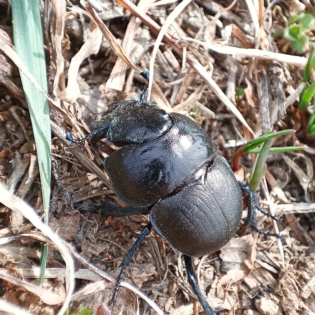 Lethrus apterus - nagyfejű csajkó