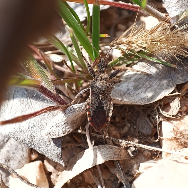 Coranus
