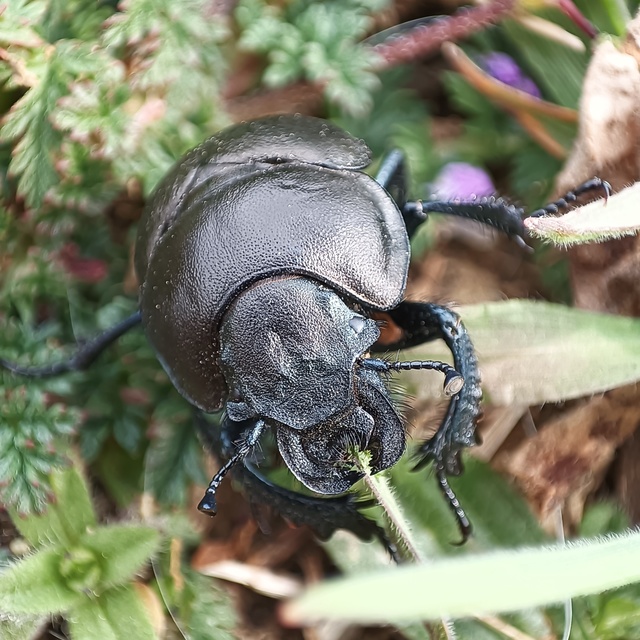 Lethrus apterus - nagyfejű csajkó