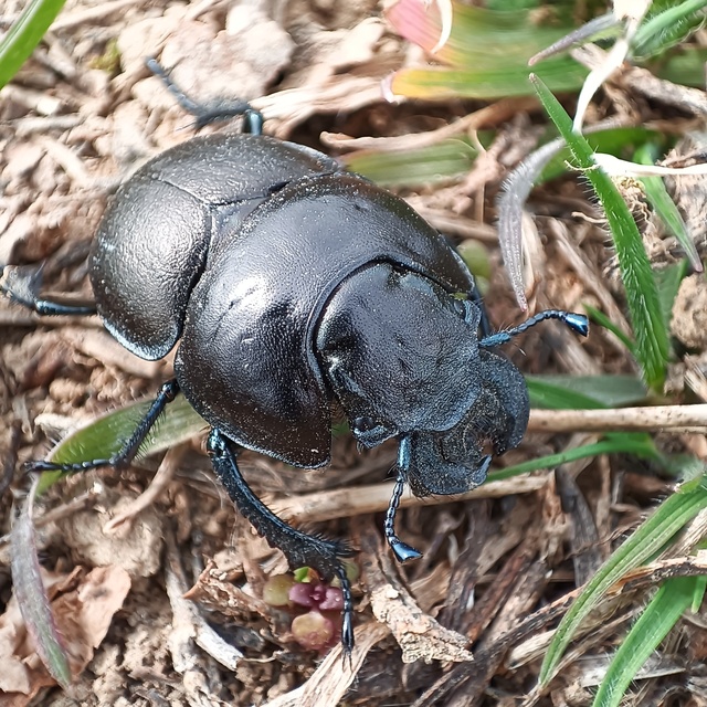 Lethrus apterus - nagyfejű csajkó
