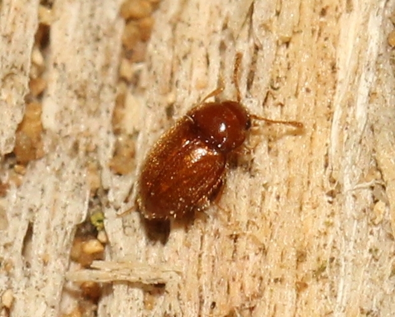 Symbiotes gibberosus - rőt álböde