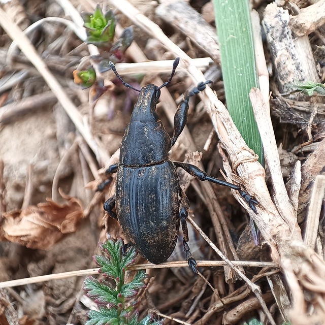 Leucophyes pedestris - négypettyes barkó