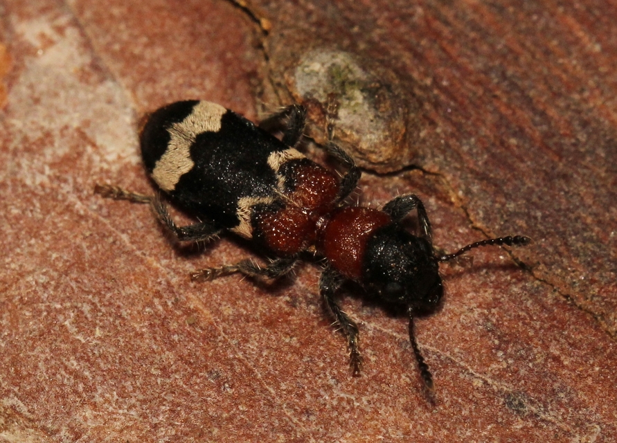 Thanasimus formicarius - vörösnyakú szúfarkas