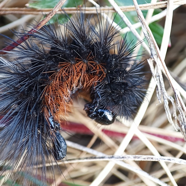 Hyphoraia aulica - barna medvelepke