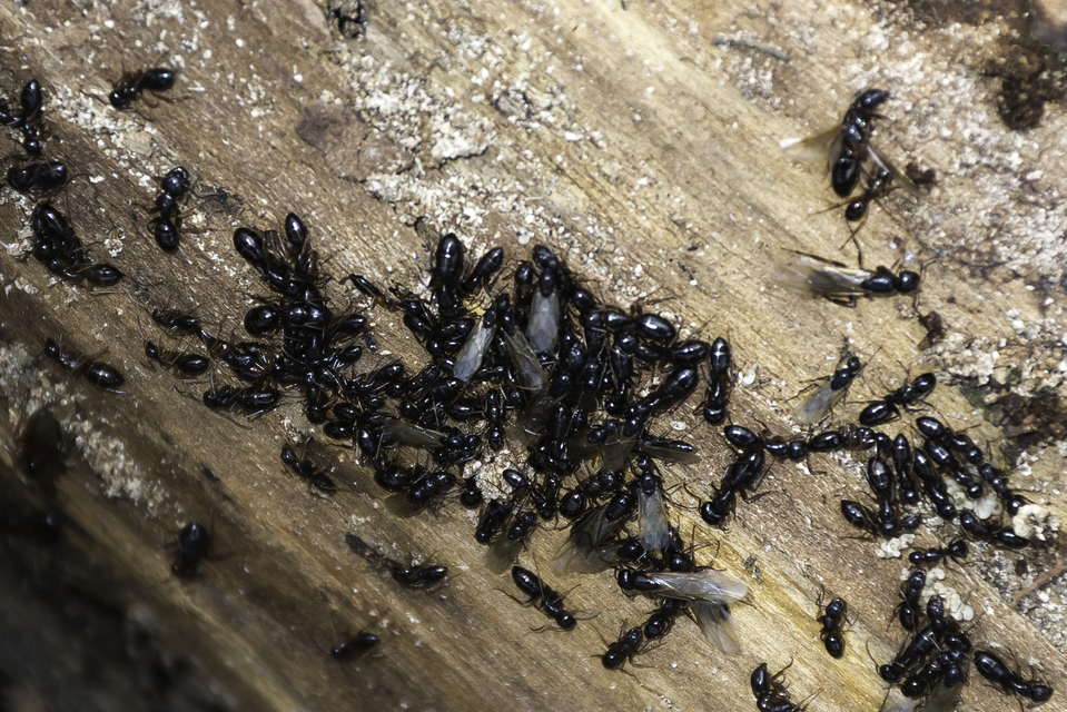 Camponotus fallax - ligeti lóhangya